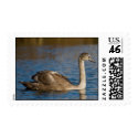 Swan Postage postage by KitteasGallery Swan Postage postage