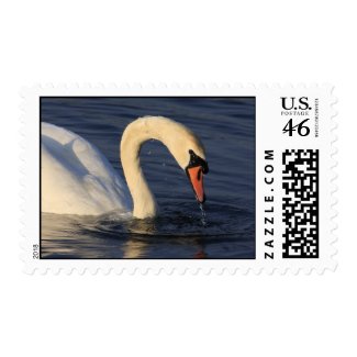 Swan Postage stamp