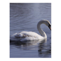 Swan Postcards