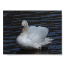 SWAN posters