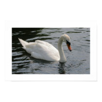 Swan posters by mlane53 Swan posters