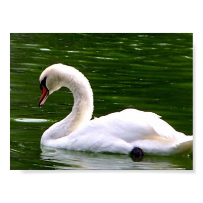 Swan Posters by Quiltstar