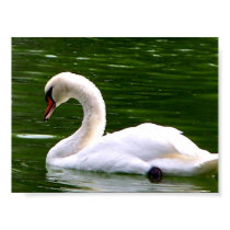 Swan posters