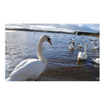 Swan posters