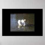 Swan posters