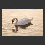 Swan posters