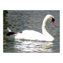 Swan Posters