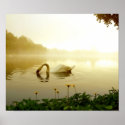 Swan posters