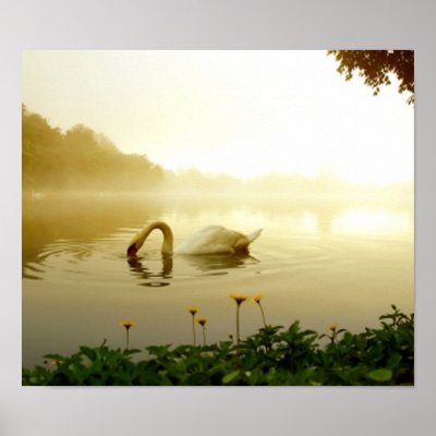 Swan posters