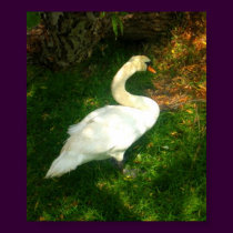 Swan posters