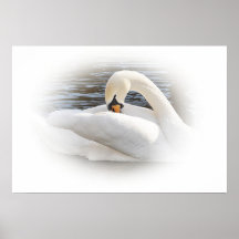 Swan Poster