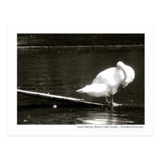 Swan Preening Photo Postcard By Brad Hines