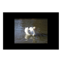 Swan posters