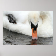 Swan Print