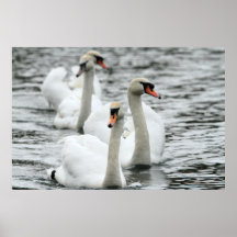 Swan Print