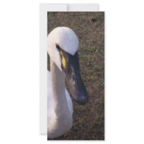 Swan rack cards by Tamossa Swan rack cards