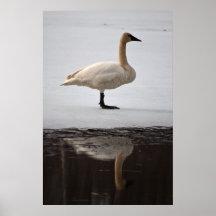 Swan Reflected Print