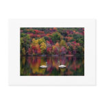 Swan Reflection Postcard