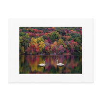 Swan Reflection Postcard