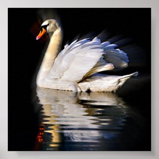 Swan Reflection print