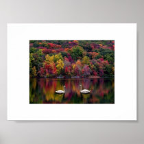 Swan Reflection Poster Print