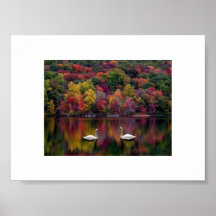Swan Reflection Poster Print