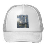 Swan Reflections Baseball Hat