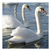 Swan Reflections Invitations