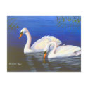Swan Reflections Postcard by bmthour Swan Reflections Postcard