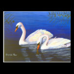 Swan Reflections Postcard postcards