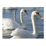 Swan Reflections Postcards