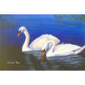 Swan Reflections Poster Print print