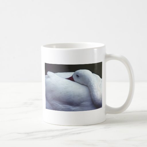 Swan Resting Coffee Mug
