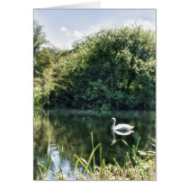 Swan River card cards