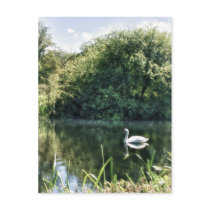 Swan River Postcard postcards