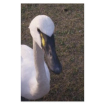 Swan stationery by Tamossa Swan stationery