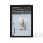 Swan Territory Cards