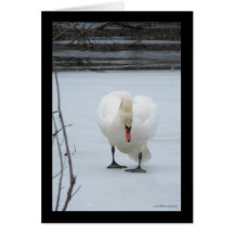 Swan Territory Cards