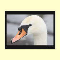 "Swan up Close" Postcard postcards