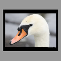 "Swan up Close" Postcard postcards