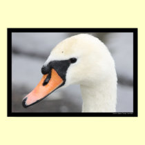 "Swan up Close" Poster posters