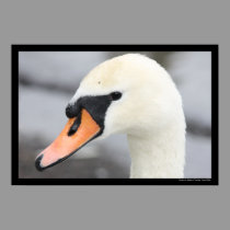 "Swan up Close" Poster posters