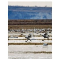 Swans at Klamath Flyer Design
