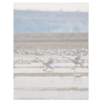 Swans at Klamath Personalized Letterhead