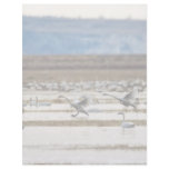 Swans at Klamath Personalized Letterhead