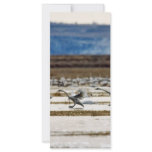 Swans at Klamath Customized Rack Card