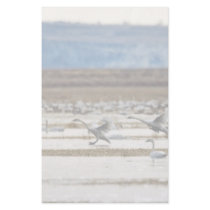 Swans at Klamath Customized Stationery