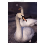 Swans at Lake Windermere