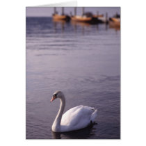 Swans at Lake Windermere in The Lake District cards
