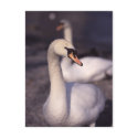Swans at Lake Windermere postcards by AndyPo Swans at Lake Windermere postcards